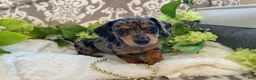 Miniature Dachshund dogs for sale: Elsie - Ad 4