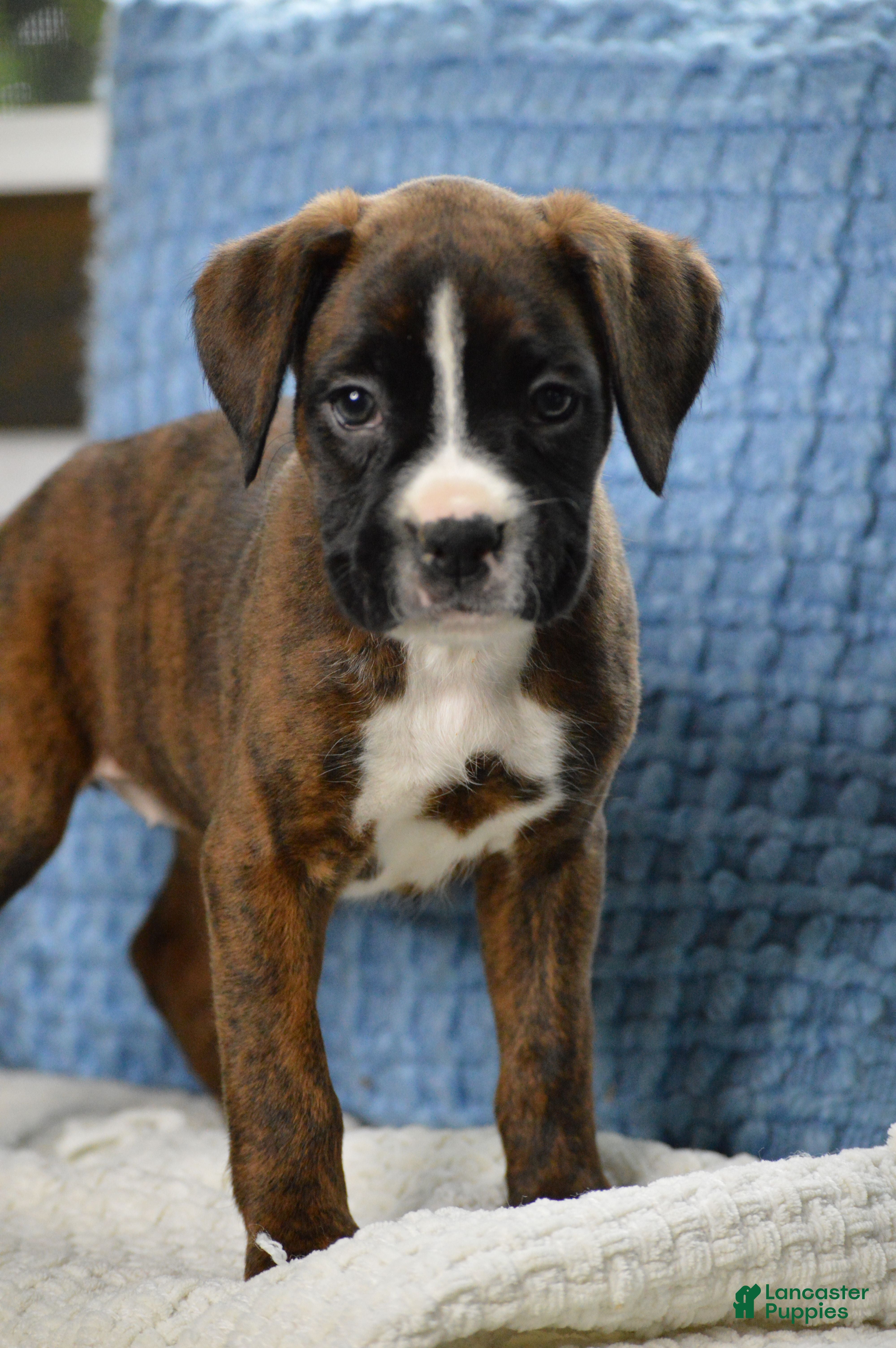 Boxer dogs Gia - Ad 1