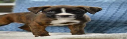 Boxer dogs for sale: Gia - Ad 1