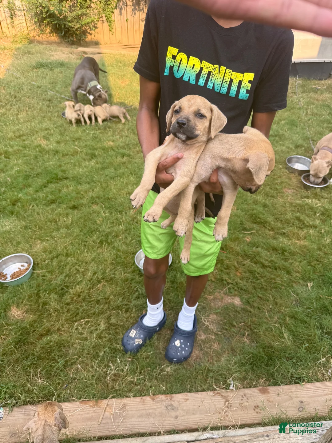 American Bully dogs for sale: American Bully 3 - Ad 1