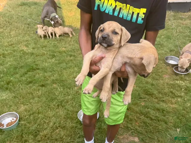 American Bully dogs for sale: American Bully 3 - Ad 1