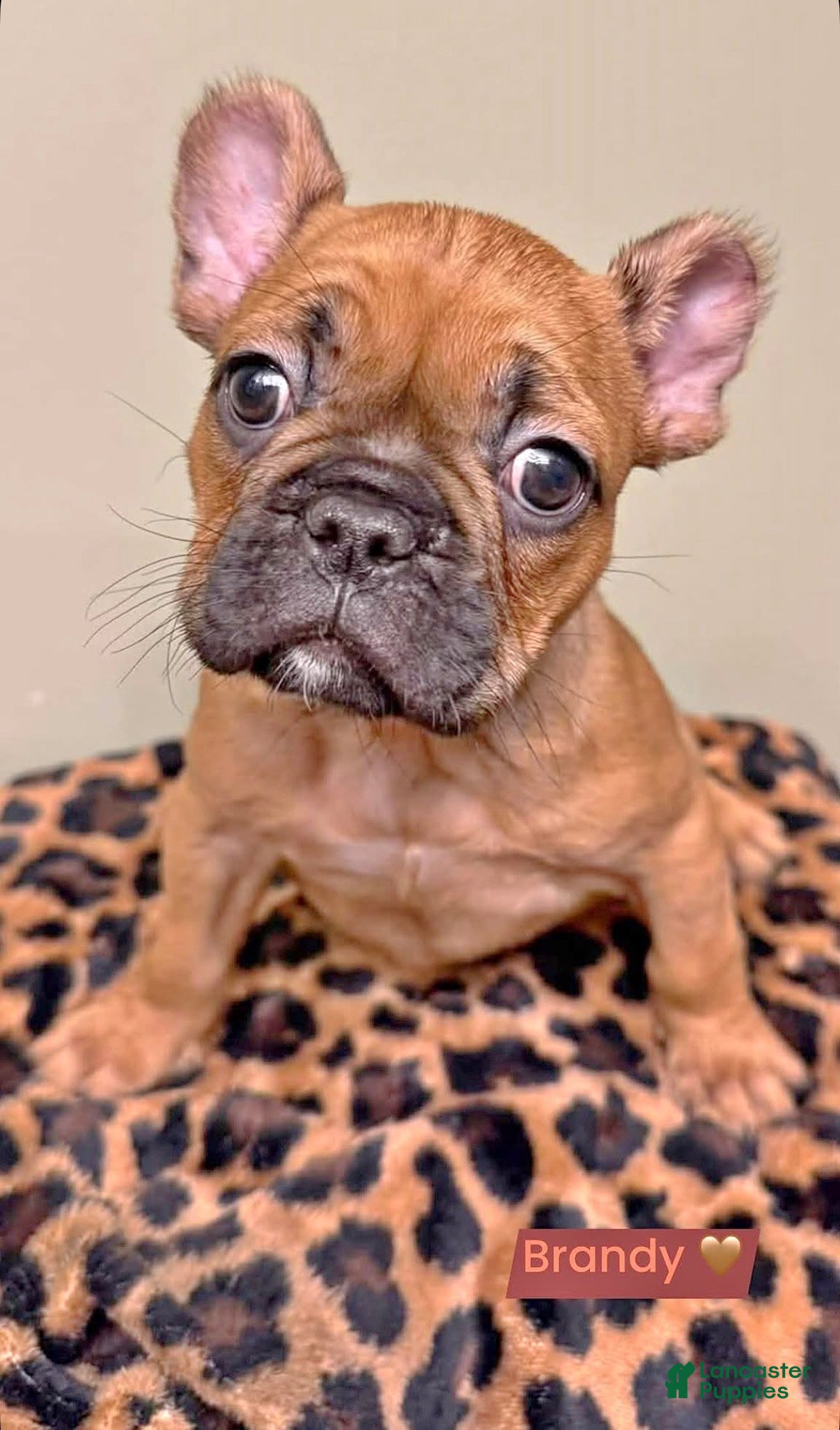 French Bulldog dogs Brandy - Ad 1
