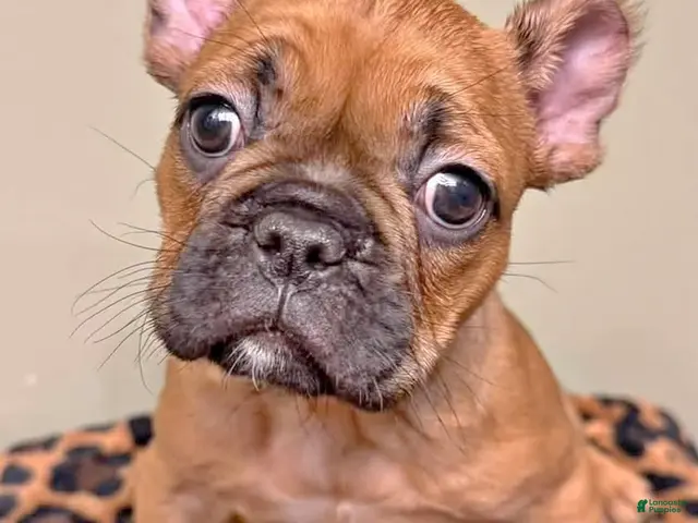 French Bulldog dogs Brandy - Ad 1