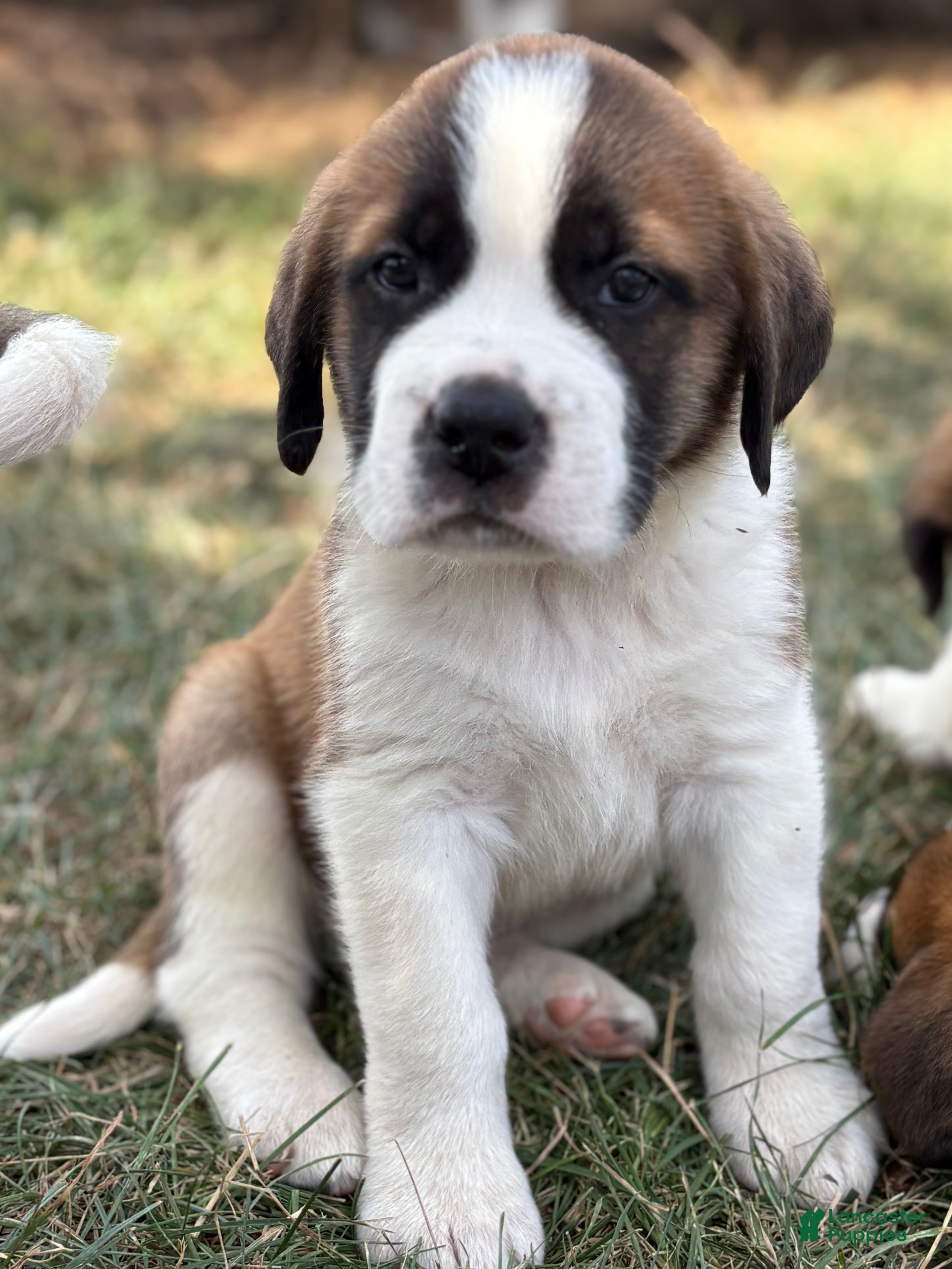 Saint Bernard dogs Rex - Ad 1