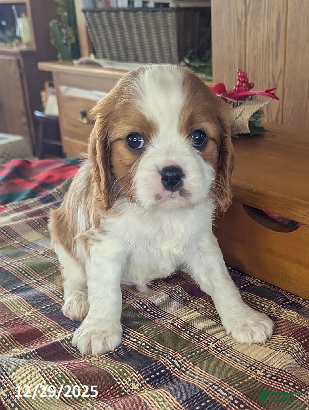 Cavalier King Charles Spaniel dogs for sale: Jay - Ad 1