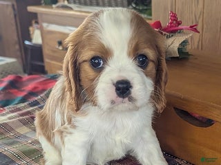 Cavalier King Charles Spaniel dogs Jay - Ad 34