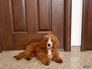 Cavapoo dogs Davey F1 - Ad 4