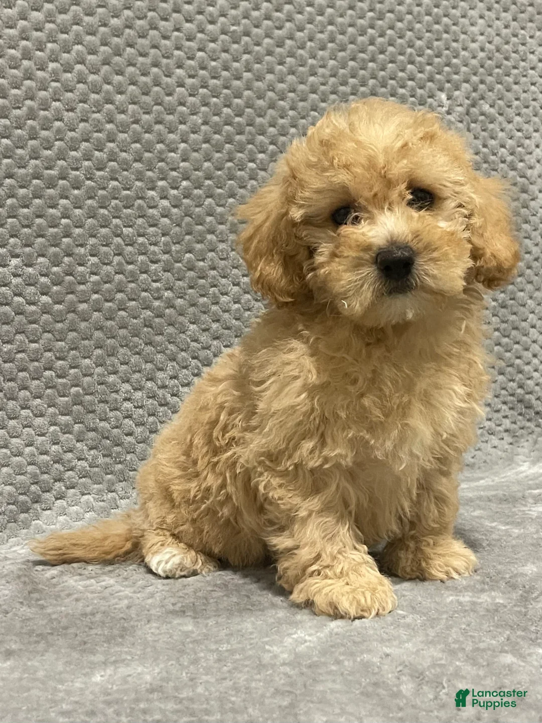 Bichpoo dogs for sale: Fiona - Ad 4
