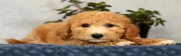 Bichpoo dogs for sale: York - Ad 4