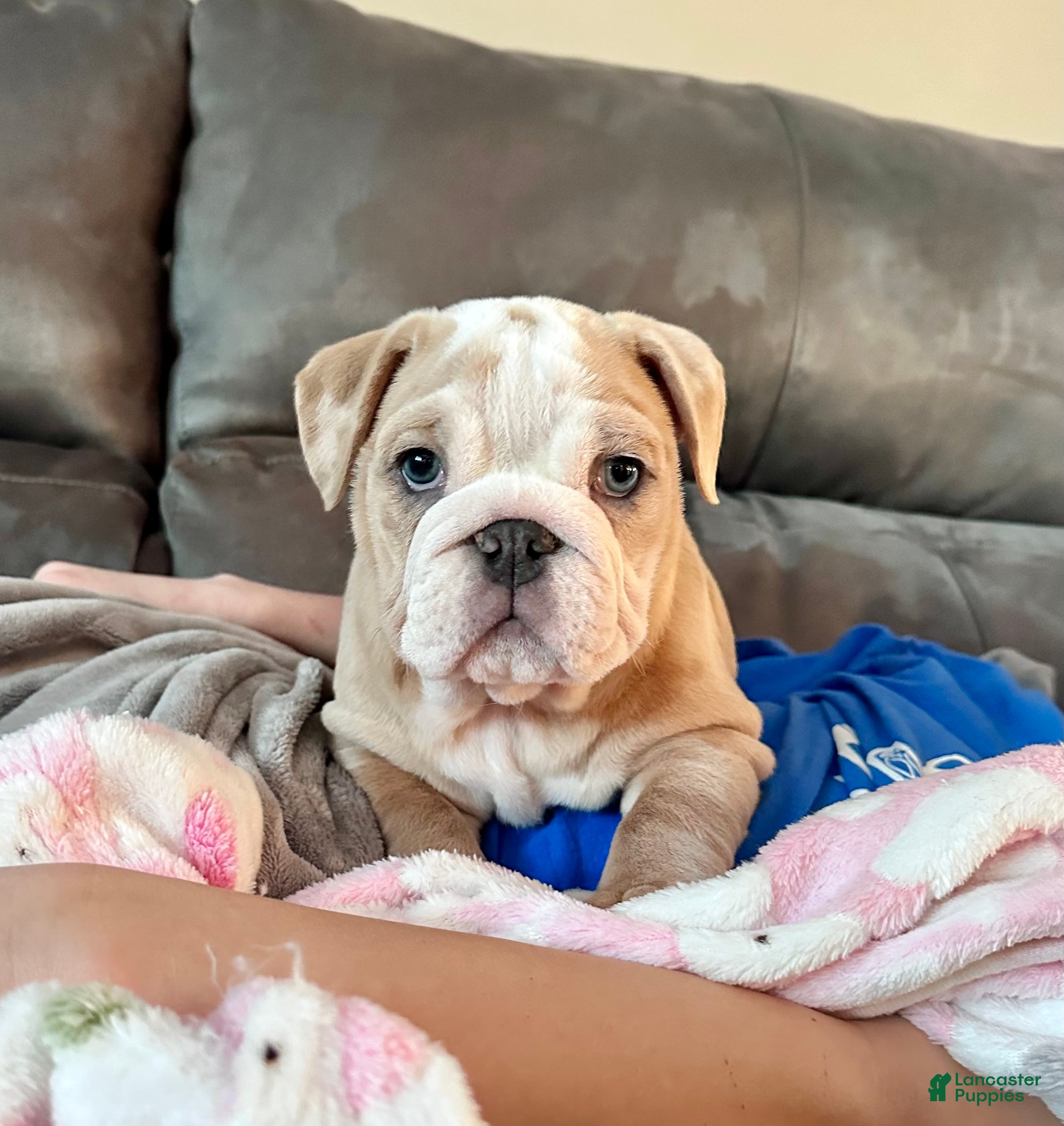 English Bulldog dogs Winnie - Ad 1