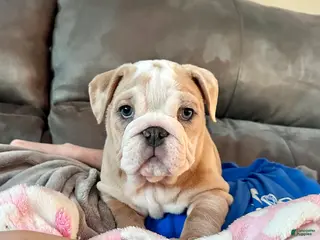English Bulldog dogs Winnie - Ad 42