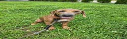 Rhodesian Ridgeback dogs for sale:  1 - Ad 4