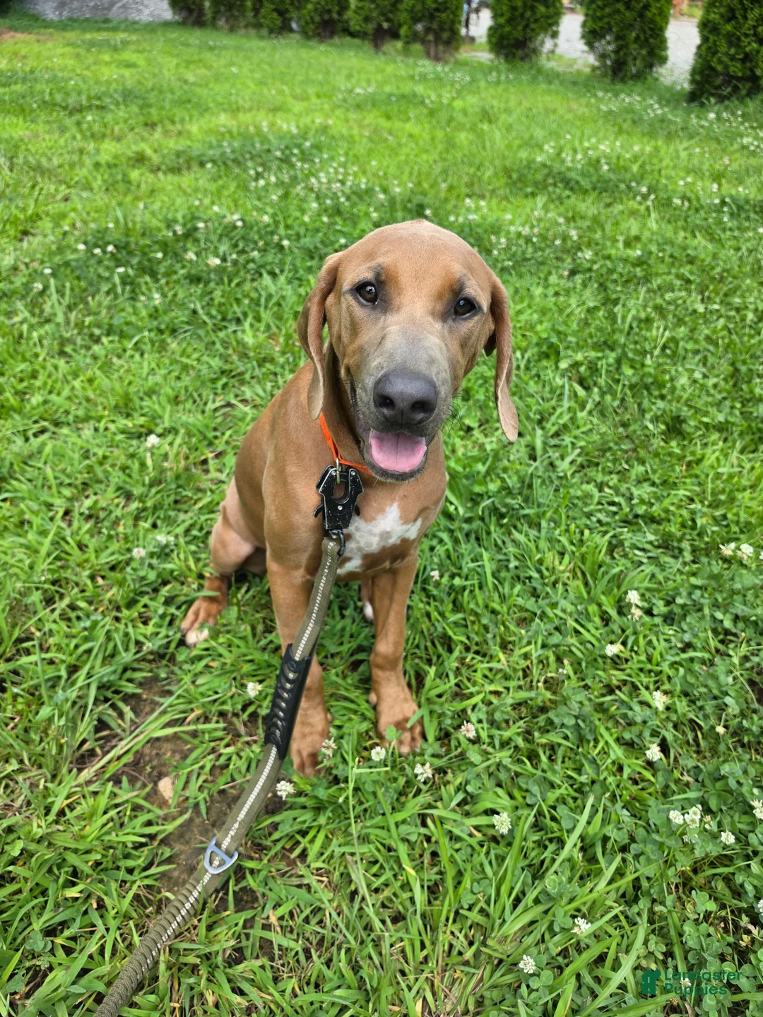 Rhodesian Ridgeback dogs for sale:  1 - Ad 4