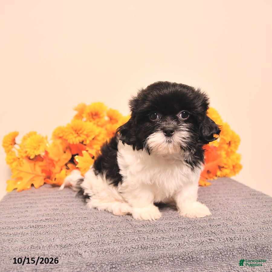 Shih Tzu dogs Giselle - Ad 2