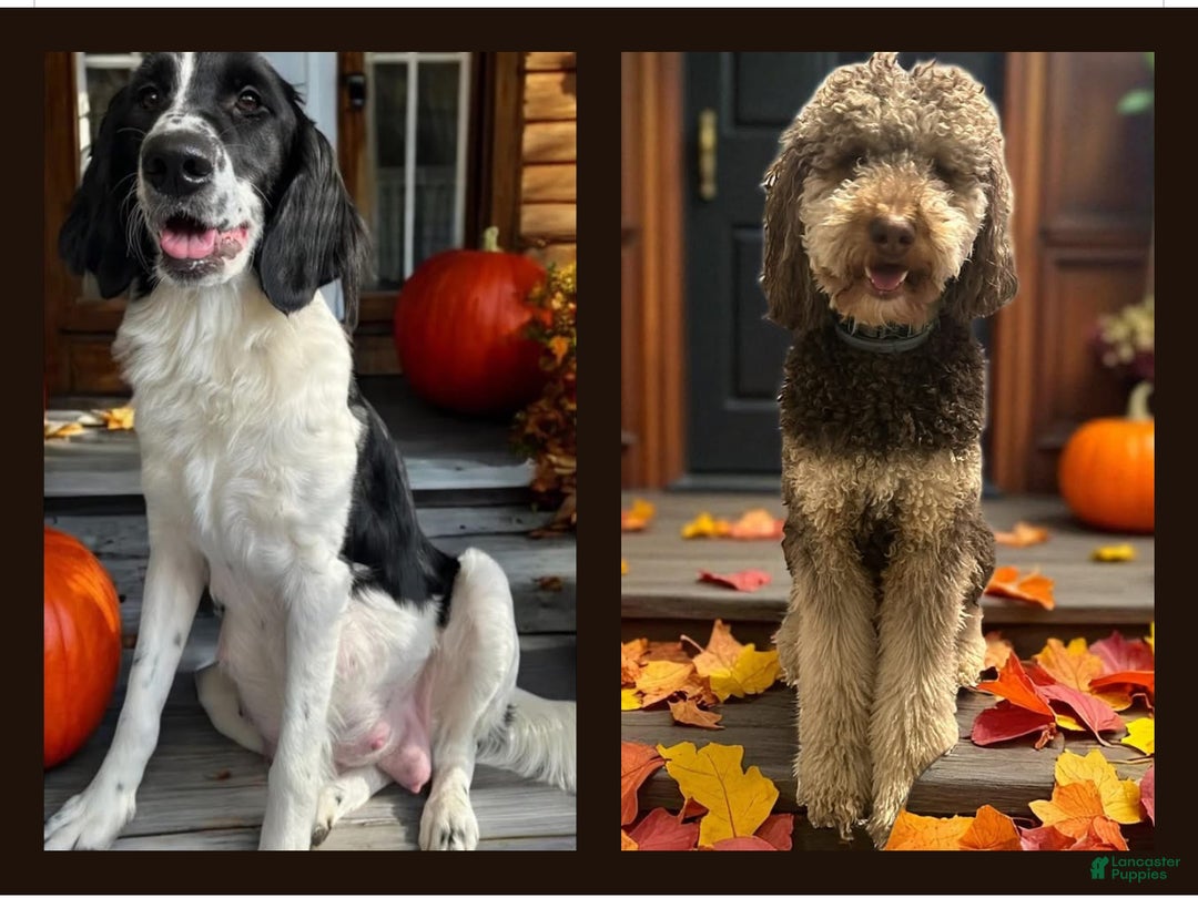 Goldendoodle dogs for sale: Goldendoodle Puppy 1 - Ad 6