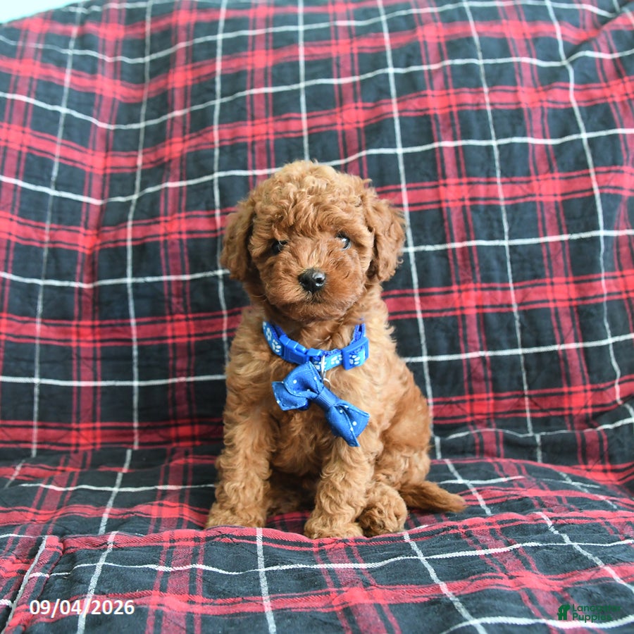 Cockapoo dogs Baxter - Ad 1