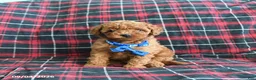 Cockapoo dogs for sale: Baxter - Ad 1
