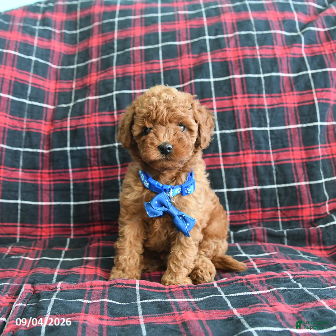 Cockapoo dogs for sale: Baxter - Ad 1