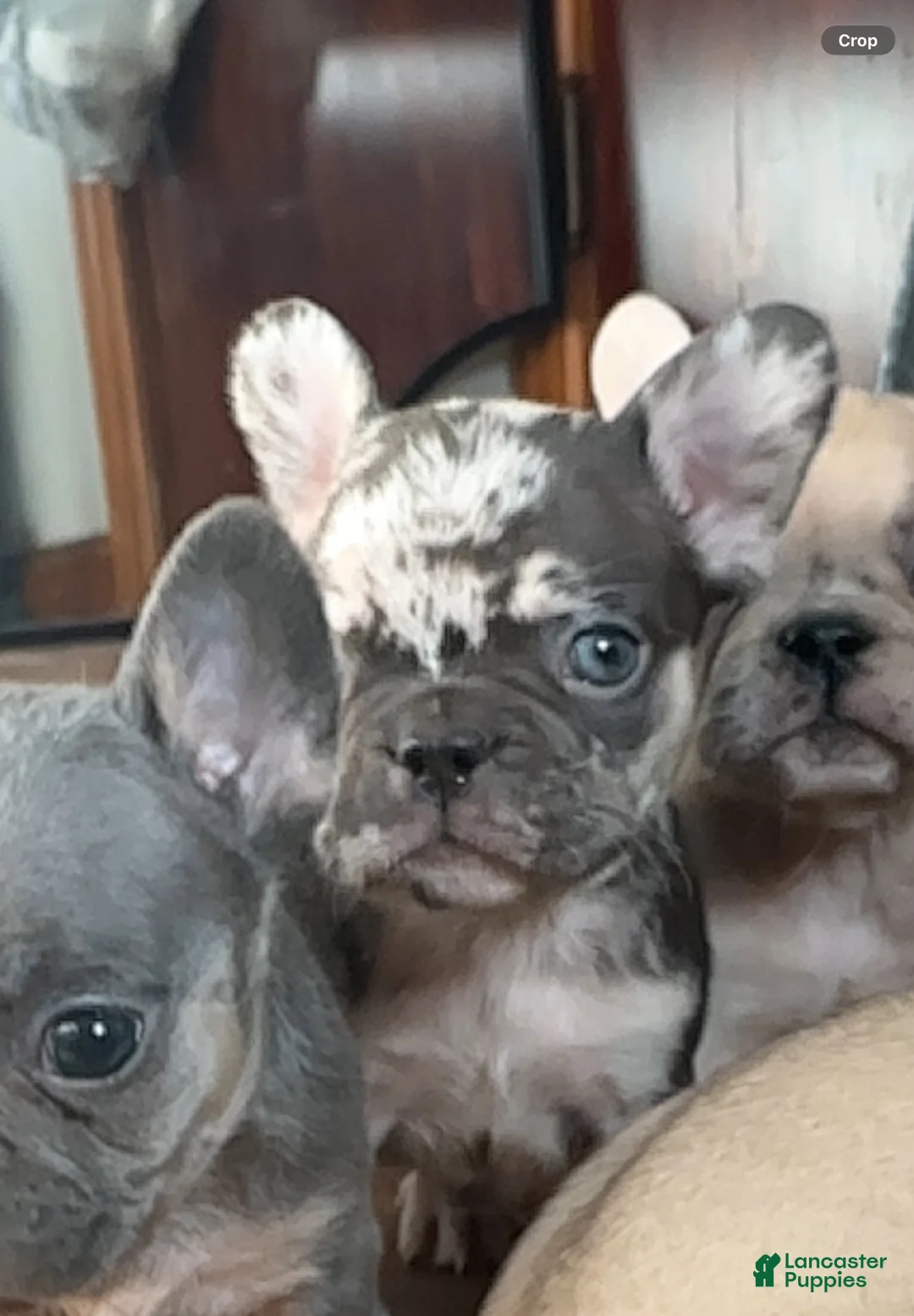 French Bulldog dogs for sale: Merle girl - Ad 1