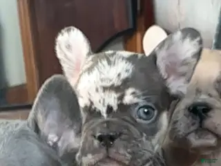 French Bulldog dogs Merle girl - Ad 30