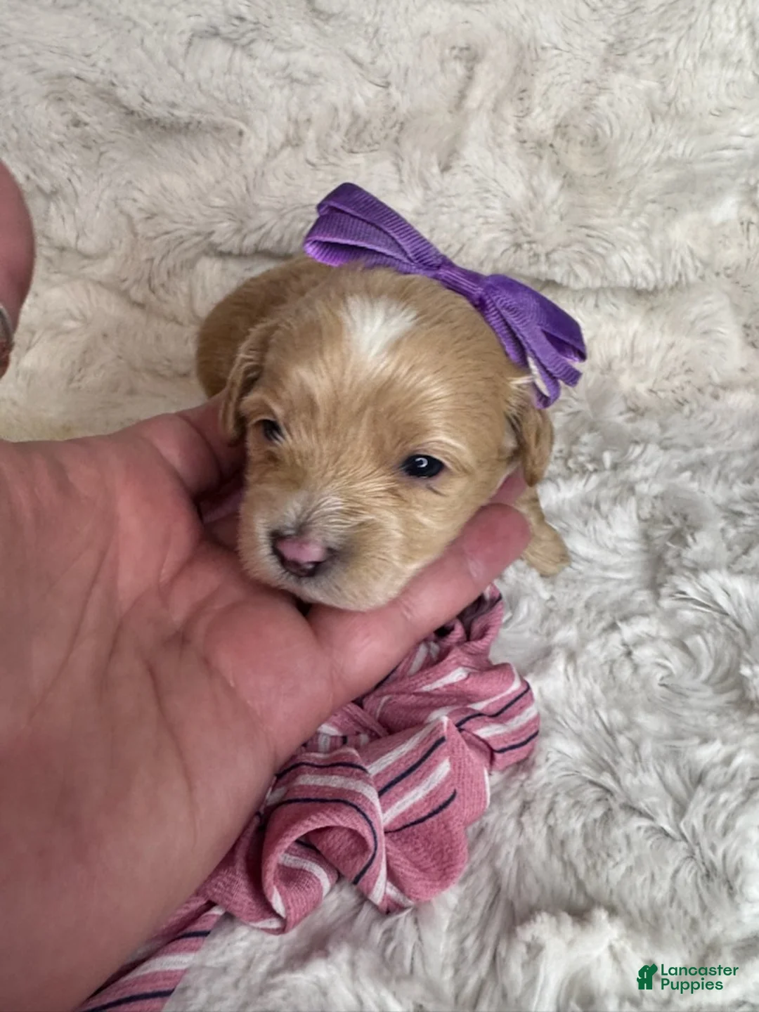 Maltipoo dogs for sale: Cheska - Ad 2