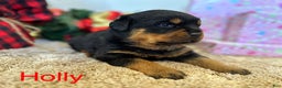 Rottweiler dogs for sale: Holly - Ad 1