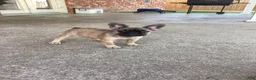 French Bulldog dogs for sale: French Bulldog 1 - Ad 4