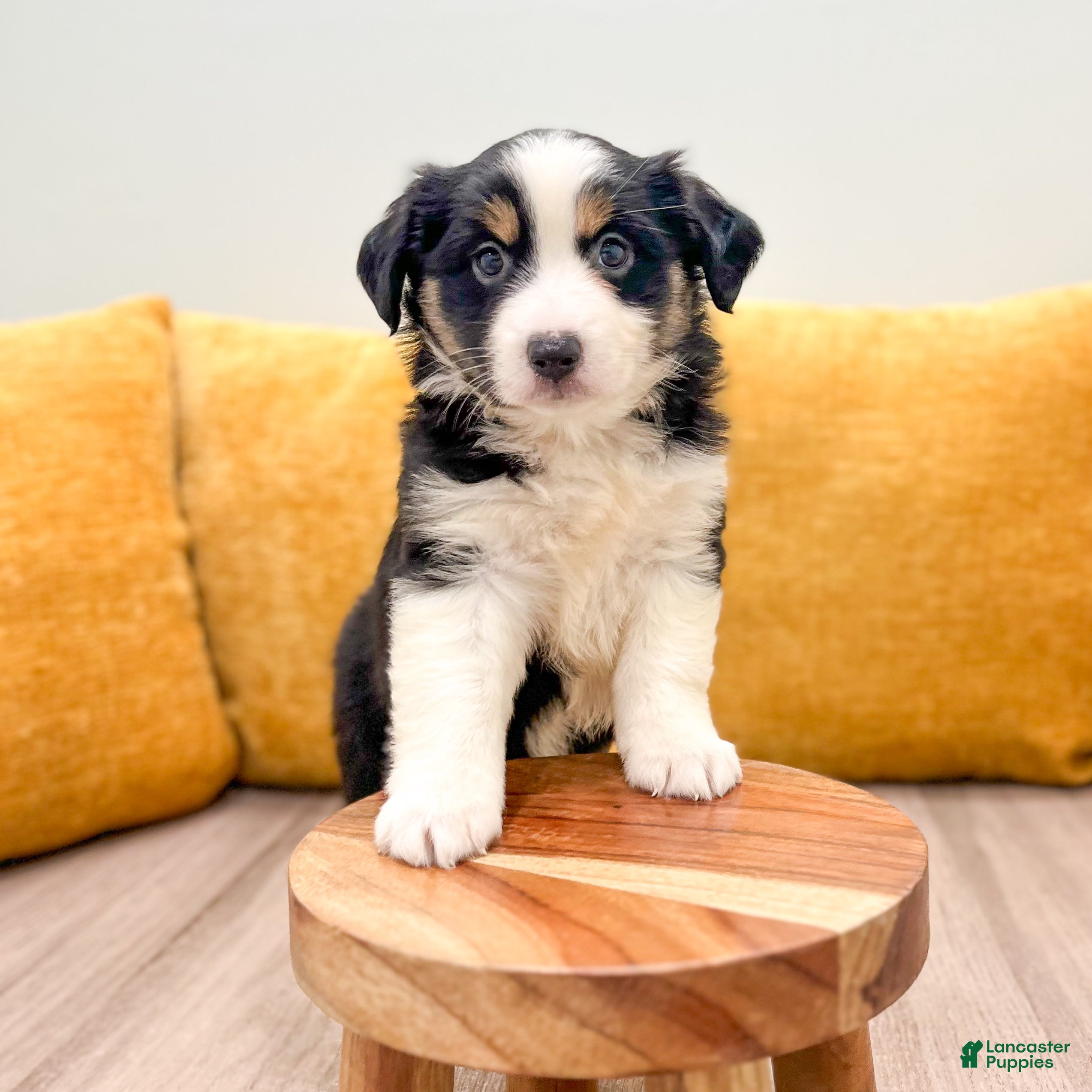 Miniature Australian Shepherd dogs Pearl - Ad 2
