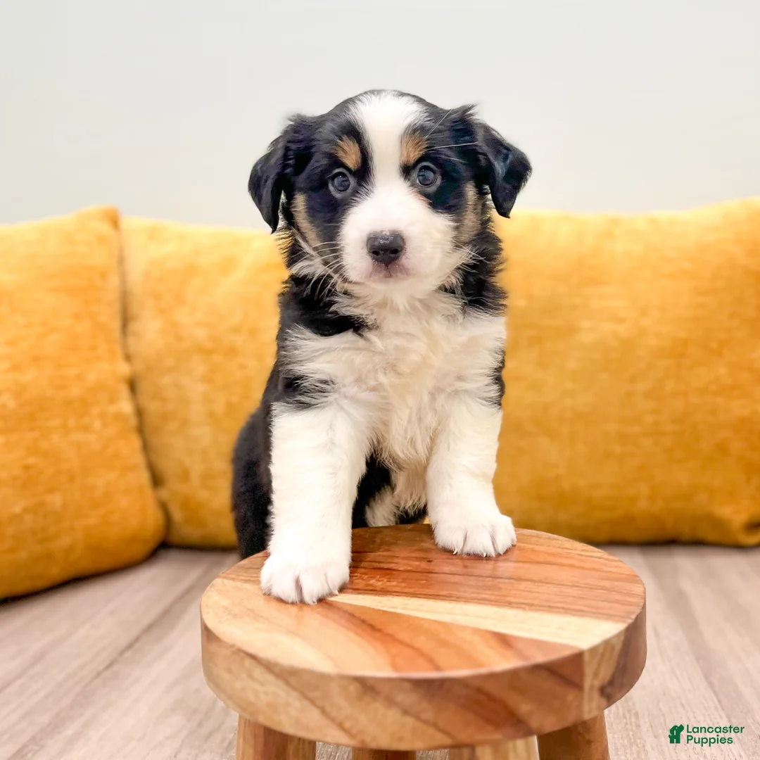 Miniature Australian Shepherd dogs for sale: Pearl - Ad 2