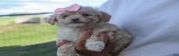 Havapoo dogs for sale: OREO - Ad 10