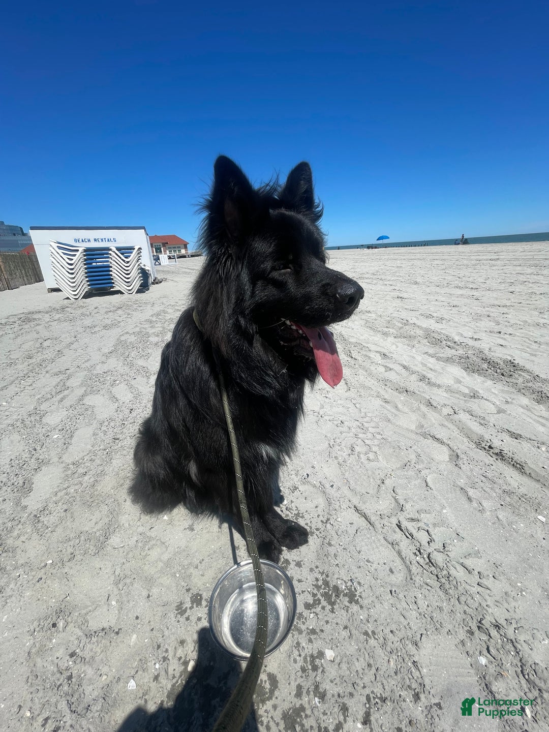 German Shepherd dogs for sale: Simba - Ad 6