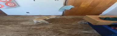 Mixed Breed 3