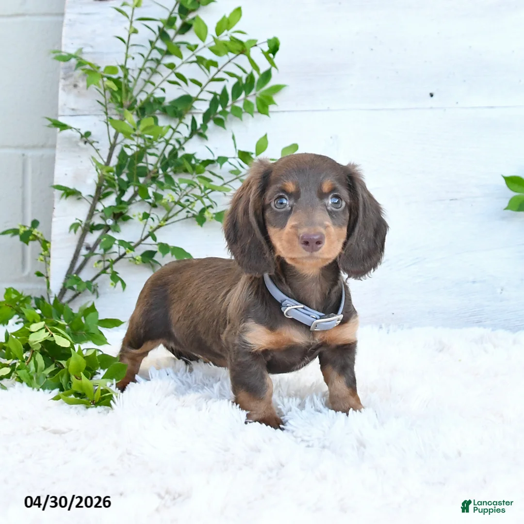 Miniature Dachshund dogs for sale: Mandy - Ad 1