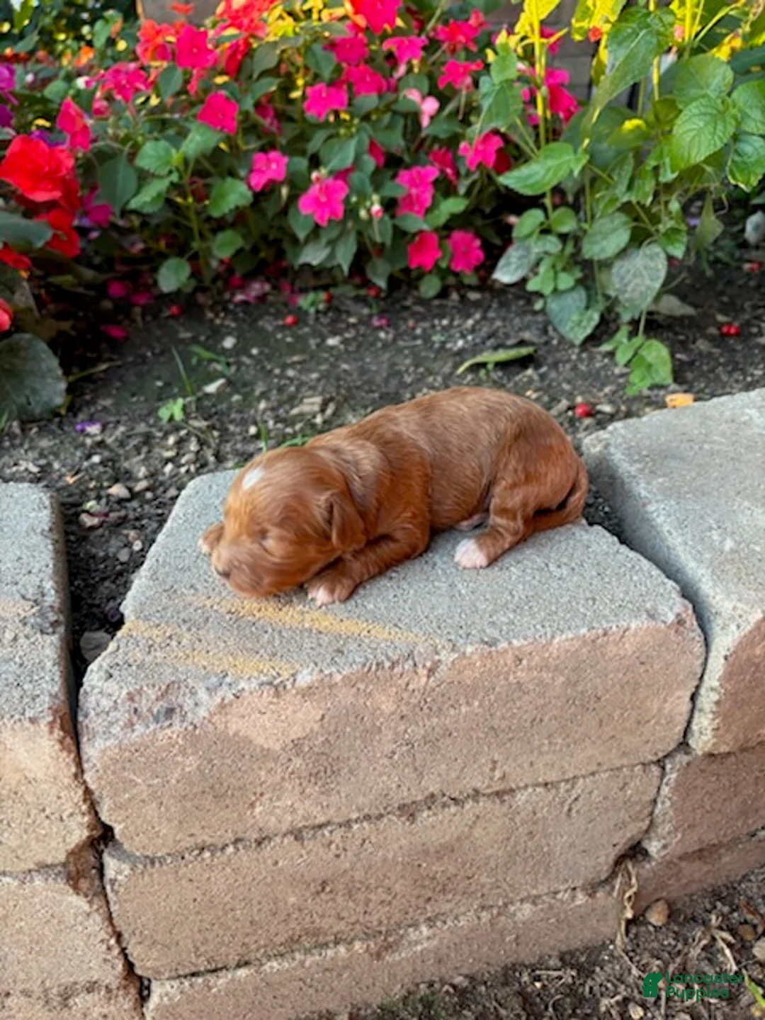 Cavapoo dogs for sale: Boy 3 - Ad 4