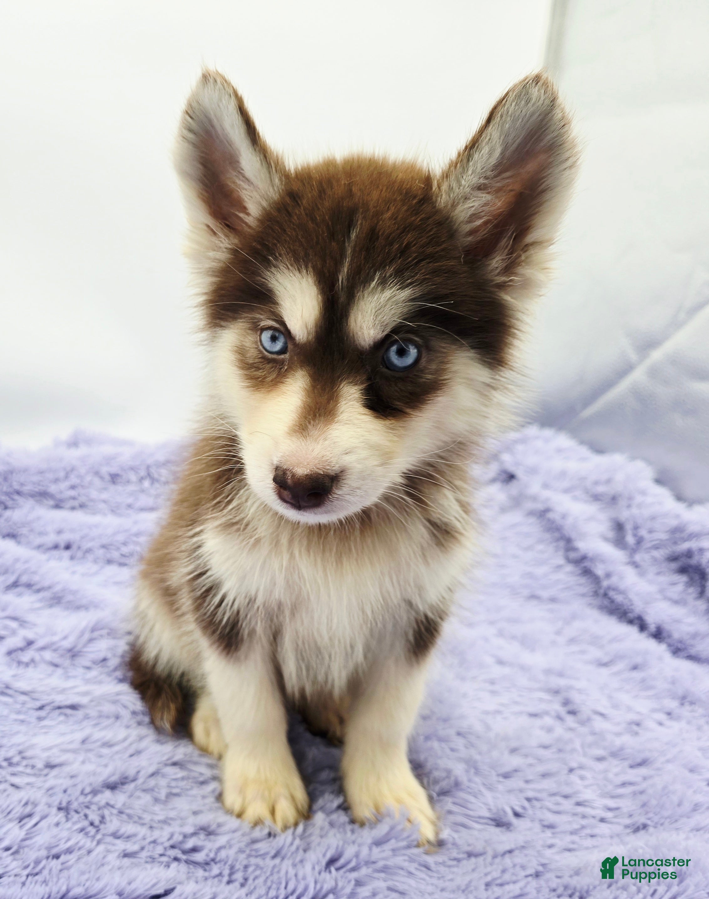 Siberian Husky dogs Spice - Ad 7