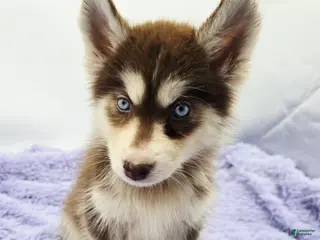 Siberian Husky dogs Spice - Ad 7