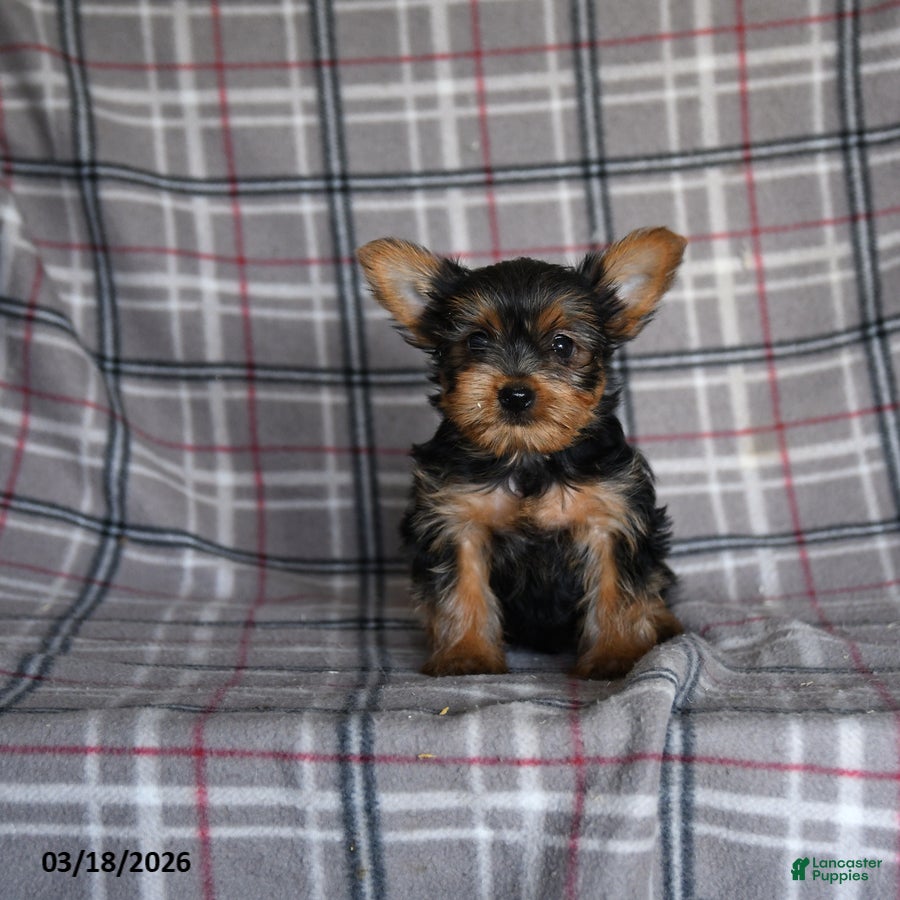 Yorkshire Terrier dogs Oliver - Ad 1