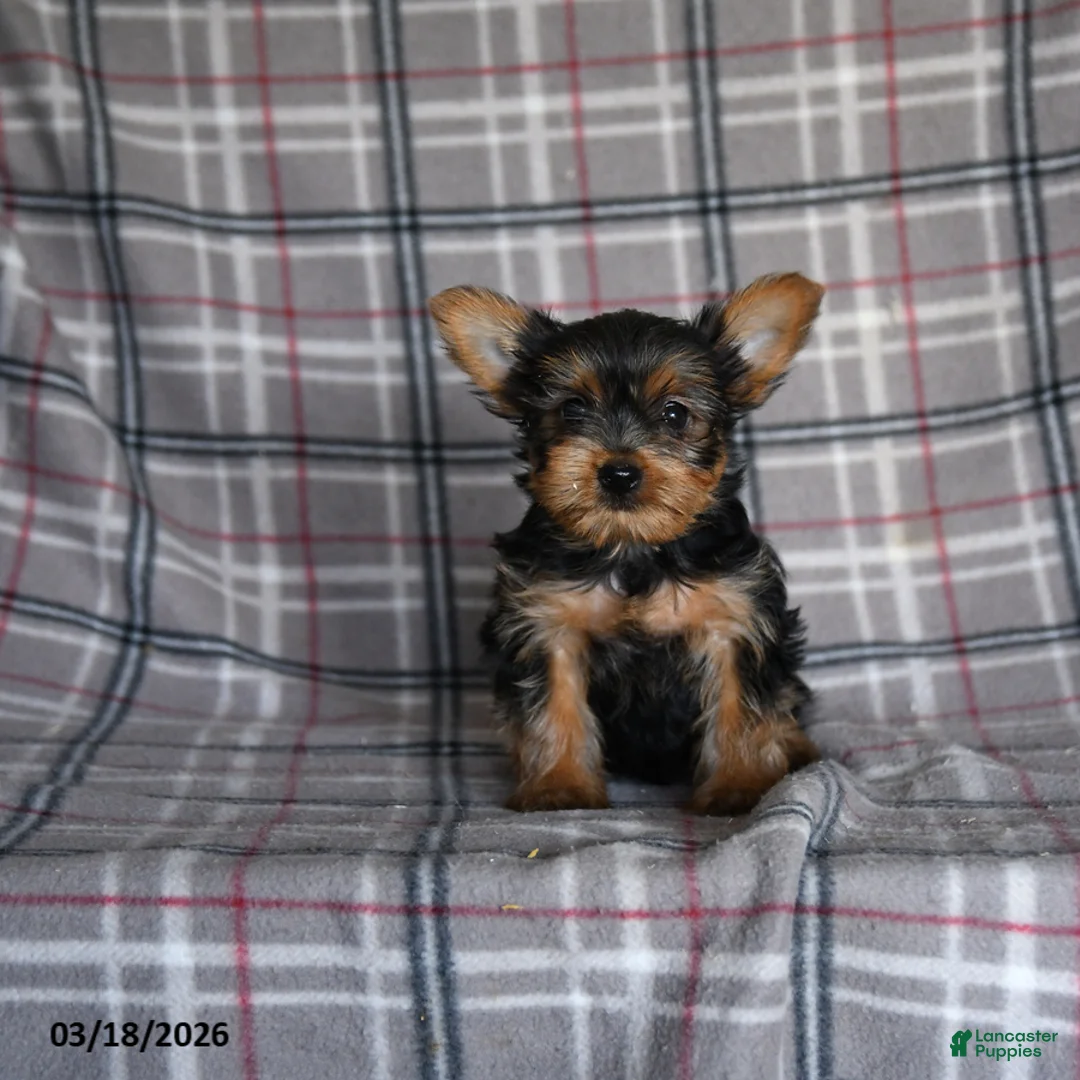 Yorkshire Terrier dogs for sale: Oliver - Ad 1