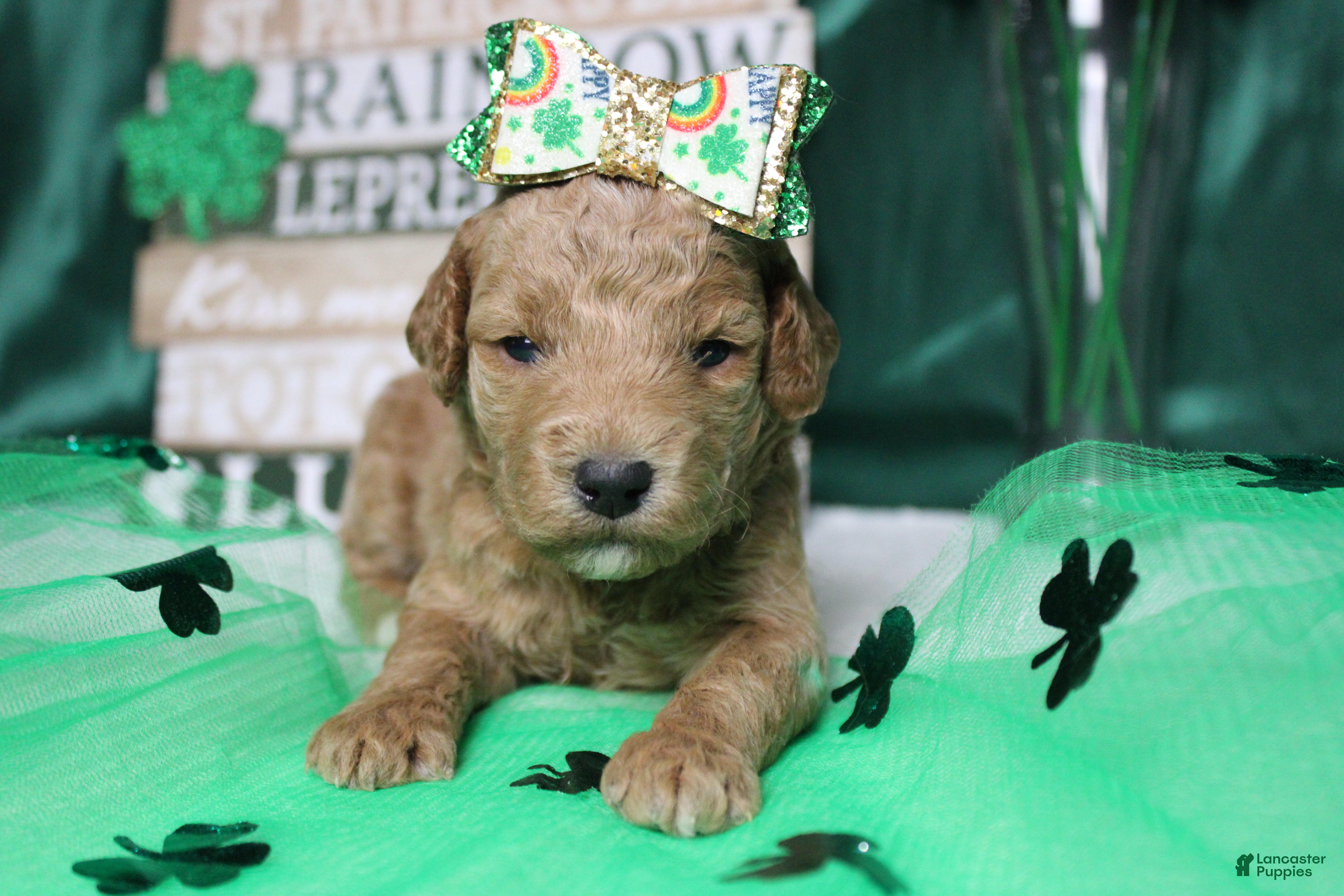 Goldendoodle dogs Sunkist - Ad 31