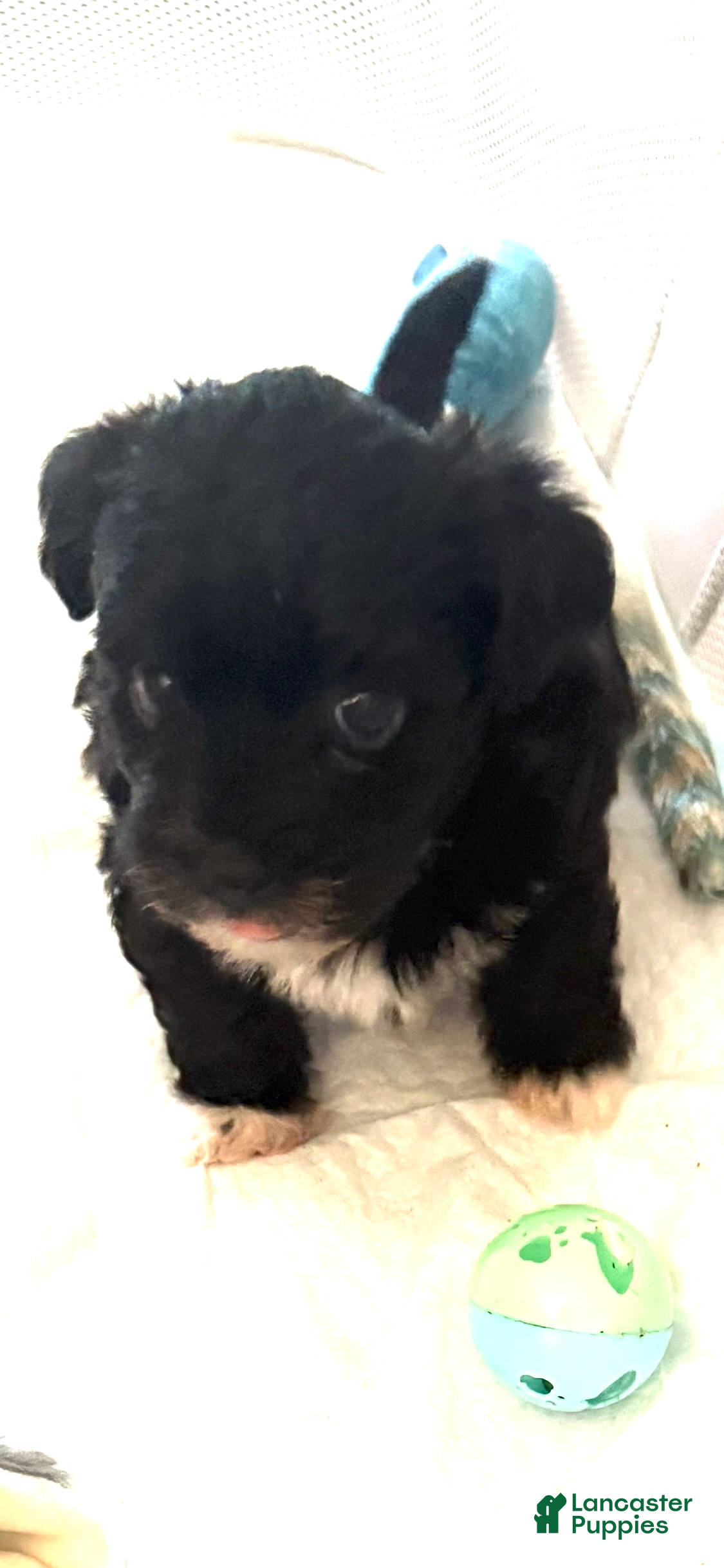 Yorkiepoo dogs Teacup Oreo - Ad 2