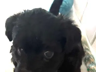 Yorkiepoo dogs Teacup Oreo - Ad 2