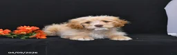 Cavapoo dogs for sale: Zeke - Ad 19