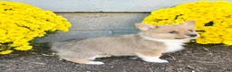 Welsh Corgi Pembroke dogs for sale: Sophia  - Ad 3