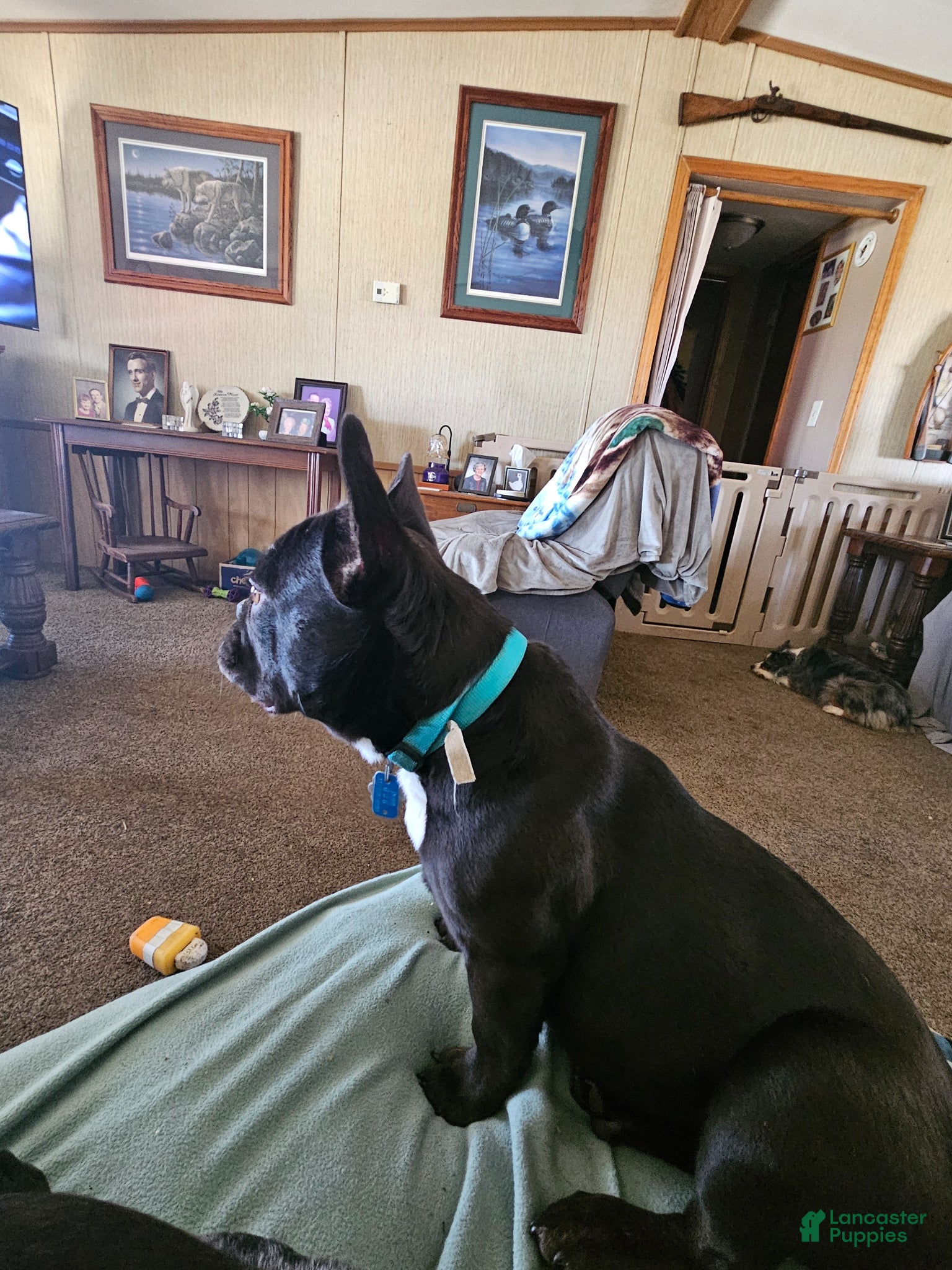 French Bulldog dogs French Bulldog Puppy 1 - Ad 6