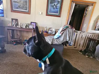 French Bulldog dogs French Bulldog Puppy 1 - Ad 6