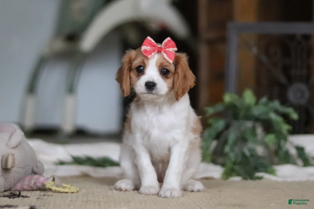 Cavapoo dogs for sale: Teri - Ad 4