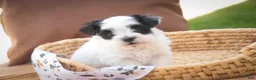 Havanese dogs for sale: Libby Havanese  - Ad 15