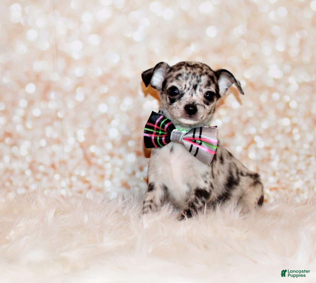 Chihuahua dogs Gandolf - Ad 1