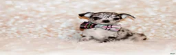Chihuahua dogs for sale: Gandolf - Ad 2