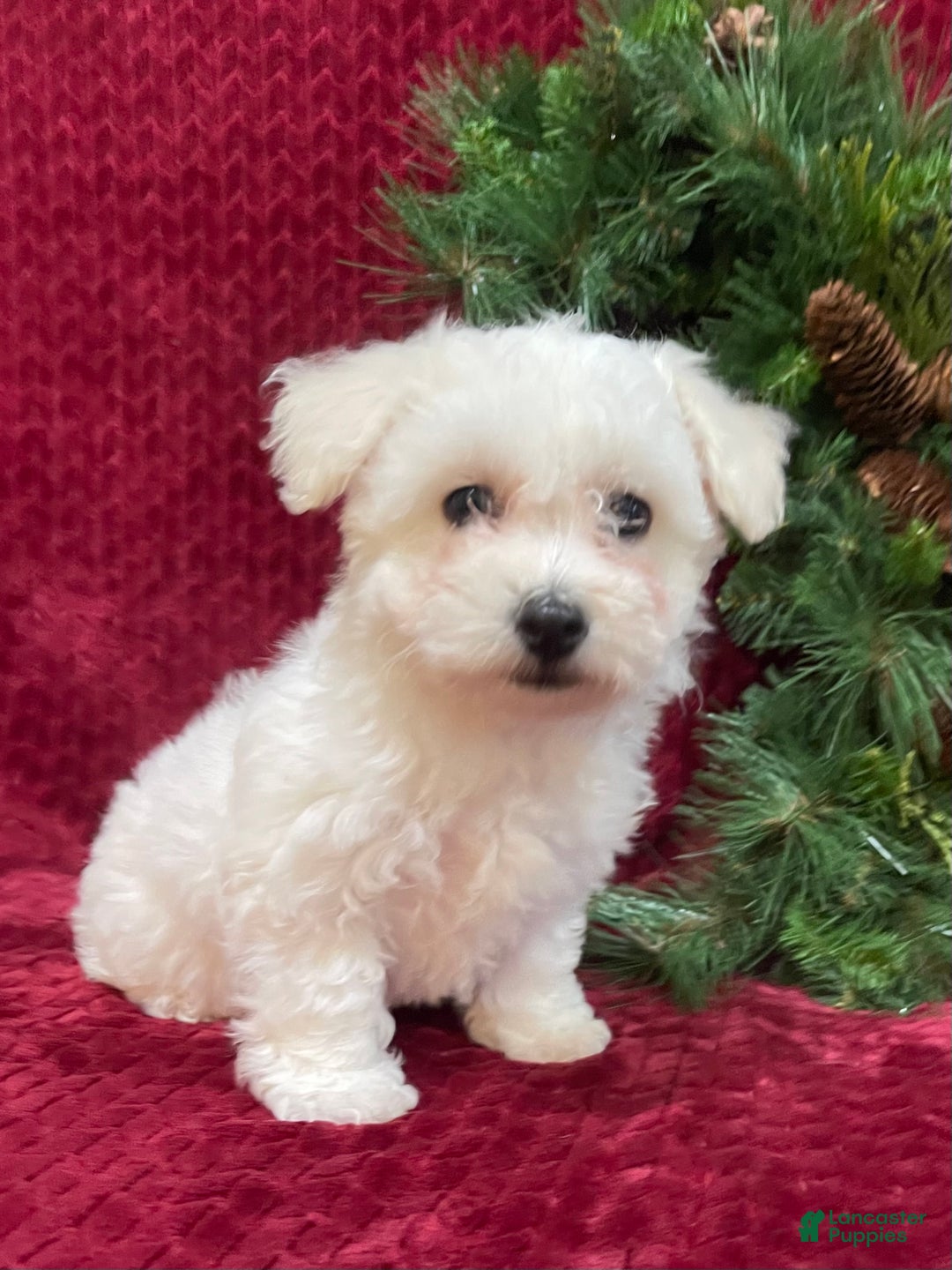 Bichon Frise dogs for sale: Rosie - Ad 1